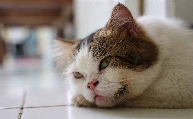 日前有臉書社團「爆怨2公社」網友爆料，稱自己疑被獸醫師拐騙，二度買了人用眼藥水給愛貓。（示意圖／Shutterstock）