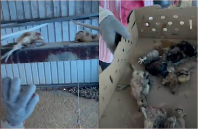 鳳頭蒼鷹闖養雞場吃buffet，小雞慘遭啃頭。（讀者提供）