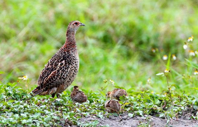 環頸雉母鳥帶著幼鳥出來覓食，鳥媽媽隨時在旁警戒。（賴文和提供／莊哲權台東傳真）