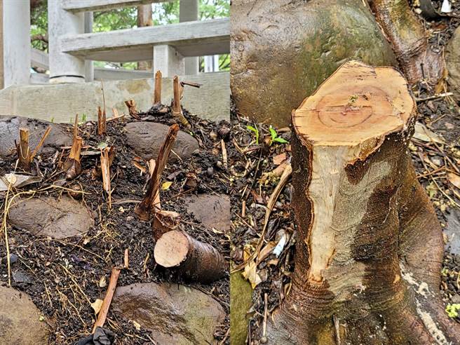 北投復興公園內多棵樹，近日遭民眾以電鋸砍斷。(照片/游定剛 拍攝)