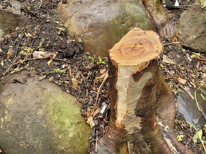 復興公園內路樹遭人以電鋸割斷。(照片/游定剛 拍攝)