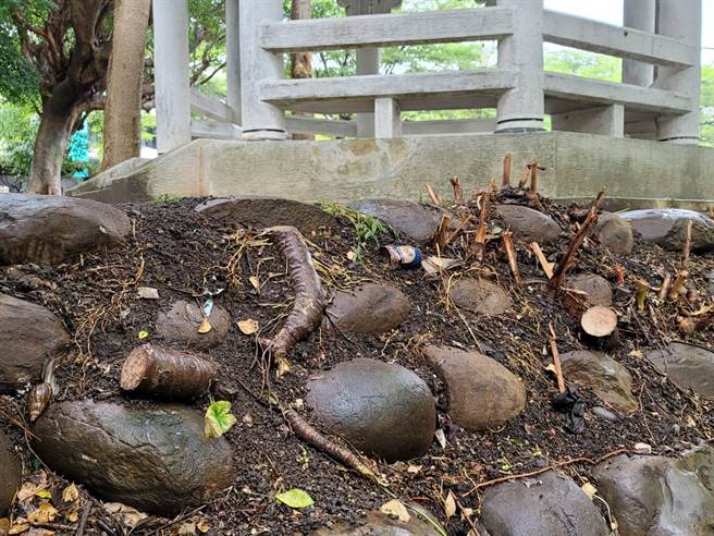 復興公園多棵路樹遭民眾以電鋸自行砍斷。(照片/游定剛 拍攝)