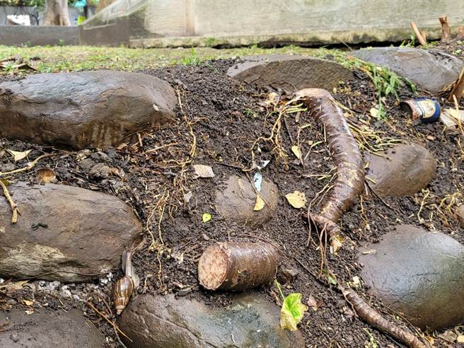 民眾擅自以電鋸鋸斷復興公園內多棵路樹。(照片/游定剛 拍攝)

