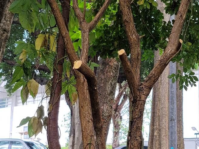 民眾擅自亂砍樹，引起網友眾怒。(照片/游定剛 拍攝)