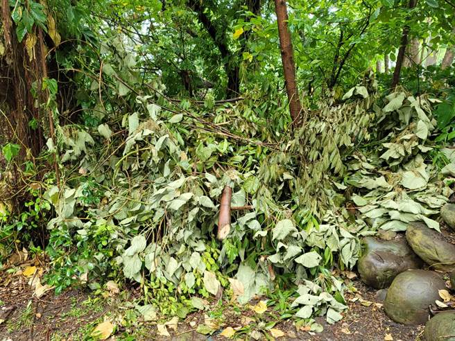 民眾將樹枝殘骸棄置在一旁。(照片/游定剛 拍攝)