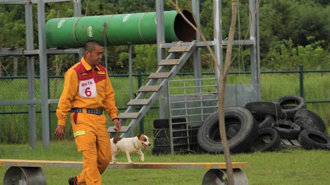 搜救犬乐乐过去接受训练时的情形。（消防署提供）