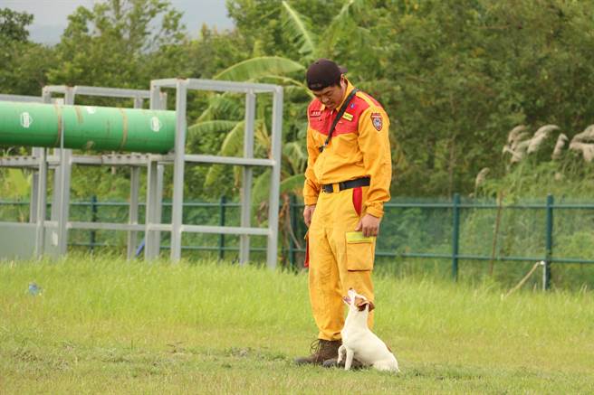 搜救犬乐乐过去接受训练时的情形。（消防署提供）