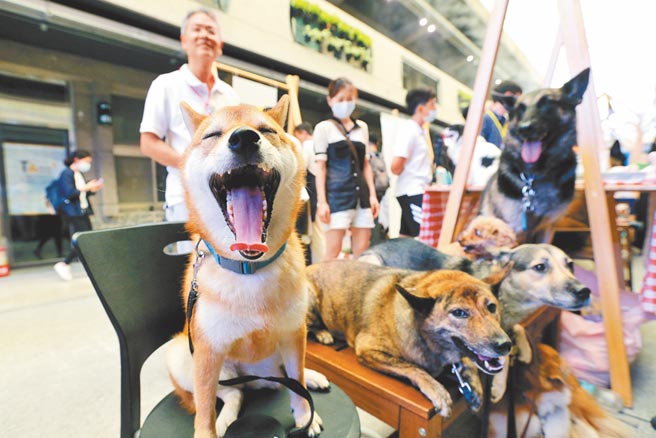 立法院院會昨三讀通過《動保法》部分條文修正案，將「不作為」納入虐待範圍。（本報資料照片）