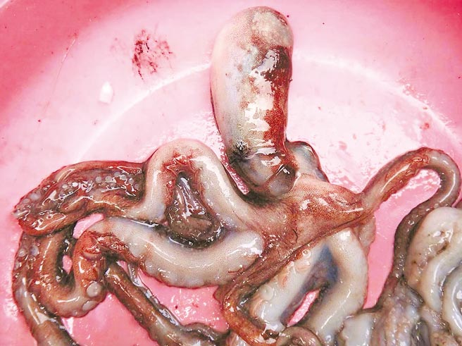 澎湖特有種小章魚恐滅絕，號召全民總動員展開搶救大作戰。（陳可文攝）