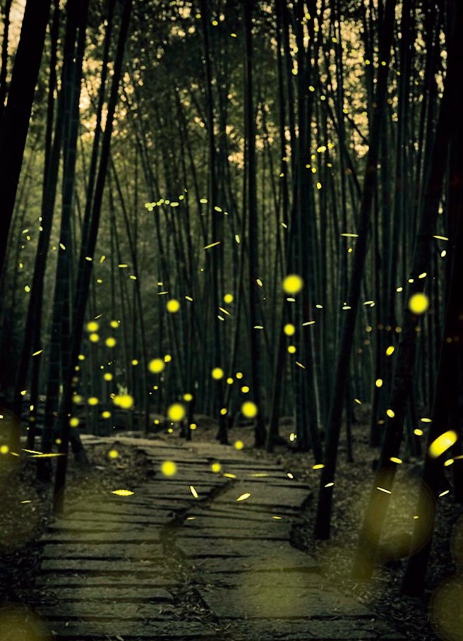 溪頭螢光派對4月30日登場，延續到5月底。（鹿谷鄉產業觀光促進會提供／廖志晃南投傳真）