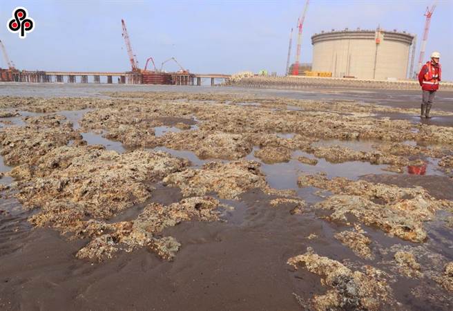 图为观塘藻礁G1区。（本报系资料照）