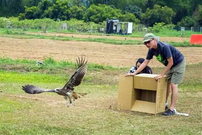 屏科大追踪黑鸢「小茄子」，发现牠以平均65公里时速进入俄罗斯境内，让研究员直呼，根本「战斗茄」。（屏东科技大学鸟类生态研究室提供／林和生屏东传真）