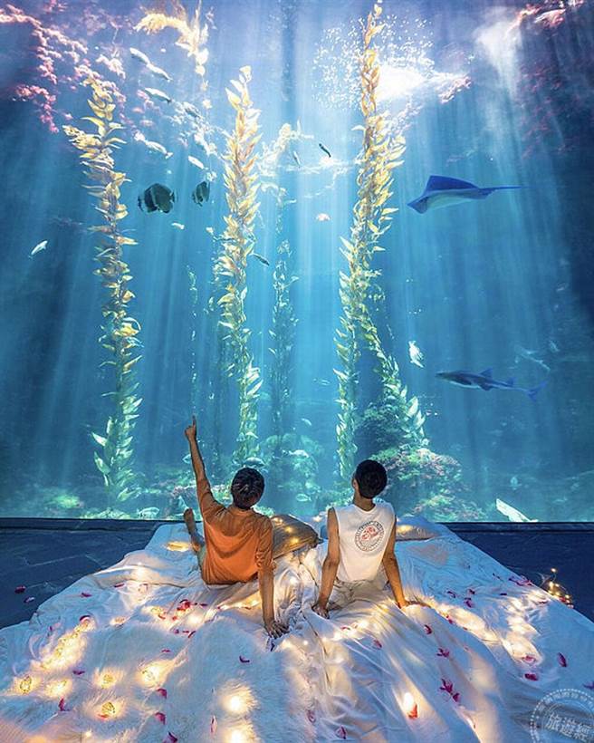 海生馆近期成为网美必拍热点。（国立海洋生物博物馆）