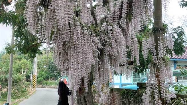 台南市白河区「石斛兰瀑布」花况盛开，吸引民眾前来赏花。（白河警分局提供／张毓翎台南传真）
