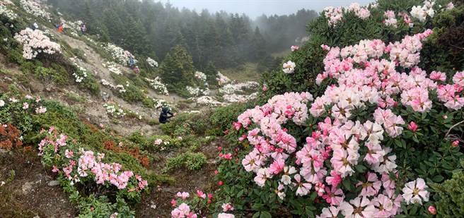合欢群峰的石门山，满山遍野杜鹃花吸引赏花游客。（廖志晃摄）