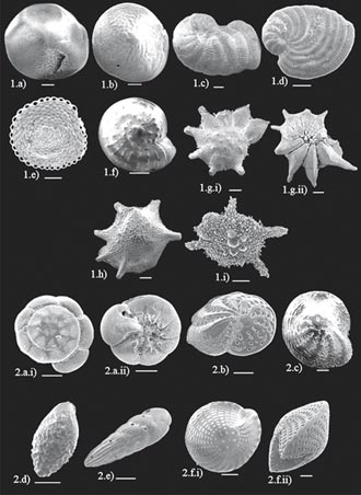 基隆海大研究 有孔蟲成珊瑚礁健康指標