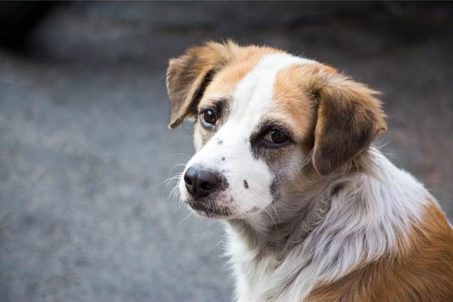 两只狗疑似被繁殖场弃养，其中一只脚部受伤，走路可能都成问题，但另外一只并未因此离开，甚至还伴在同伴身边，让人看了非常心疼。(示意图/达志影像)