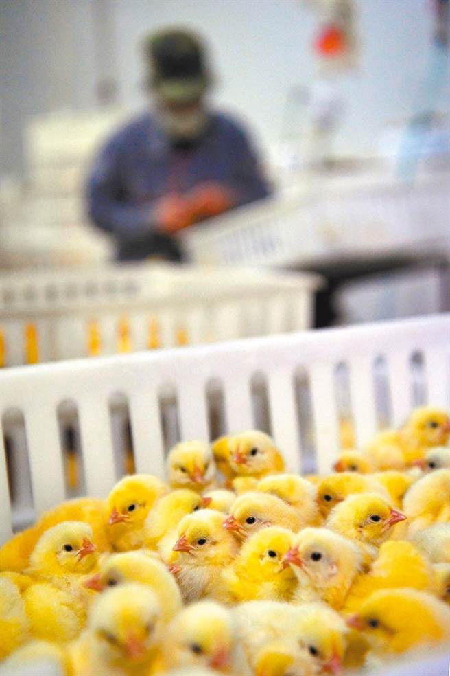 吉林省新闻出版局公布引发「熟蛋返生」争议的《写真地理》杂志初步调查结果，据进驻该杂志的工作组初步调查，《写真地理》杂志作为宣传地理、旅游方面知识的期刊，刊期为周刊，未经新闻出版行政管理部门审批，超业务范围发表学术论文。 图为孵化场。（新华社）