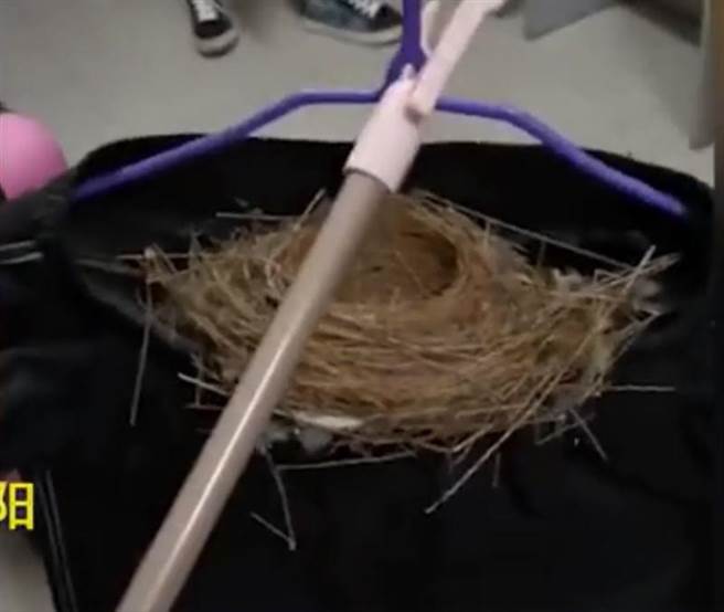 褲子的主人決定留下鳥窩，讓小鳥日後在這裡產蛋。（圖／翻攝自人民網微博）