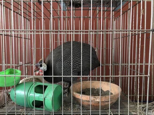 现场共起获2只鸽子、4只小狗、1只雉鸡，警方呼吁失主儘快向东港分局认领。（警方提供／谢佳潾屏东传真）