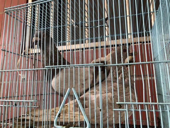 现场共起获2只鸽子、4只小狗、1只雉鸡，警方呼吁失主儘快向东港分局认领。（警方提供／谢佳潾屏东传真）