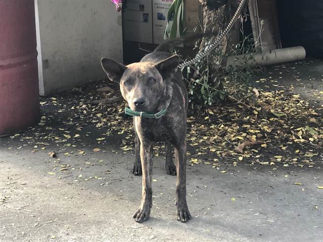 现场共起获2只鸽子、4只小狗、1只雉鸡，警方呼吁失主儘快向东港分局认领。（警方提供／谢佳潾屏东传真）