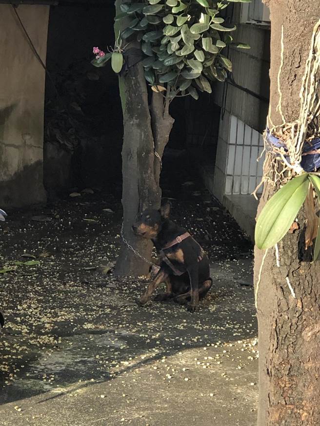 现场共起获2只鸽子、4只小狗、1只雉鸡，警方呼吁失主儘快向东港分局认领。（警方提供／谢佳潾屏东传真）