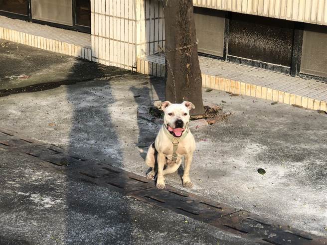 现场共起获2只鸽子、4只小狗、1只雉鸡，警方呼吁失主儘快向东港分局认领。（警方提供／谢佳潾屏东传真）