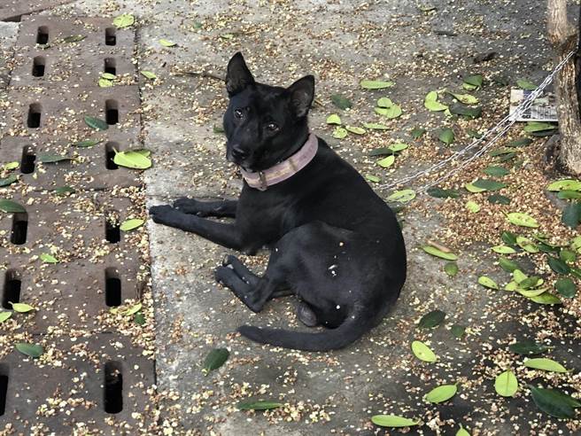 现场共起获2只鸽子、4只小狗、1只雉鸡，警方呼吁失主儘快向东港分局认领。（警方提供／谢佳潾屏东传真）