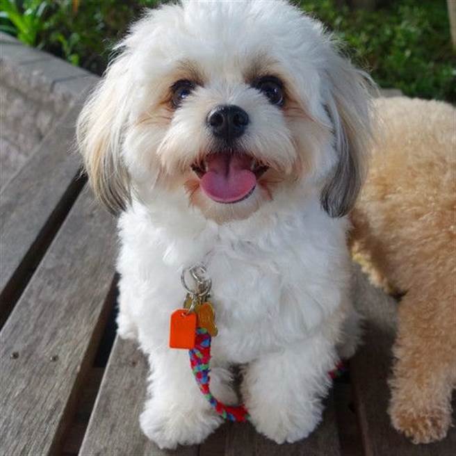 防丟器還可以掛在寵物項圈上，防止寵物走丟。(圖/Mamorio Facebook 康健雜誌提供）