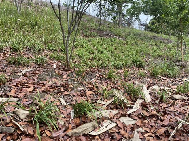 嘉义县梅山乡横山屏休閒园区原以金针花为主要卖点，今年受乾旱影响花况差。（张亦惠摄）