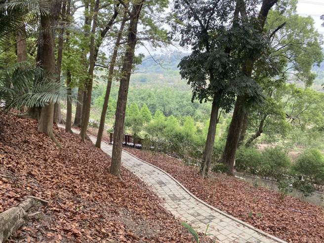 园区内有数十颗高耸入云的桃花心木目前落叶满地，大片落叶地毯也十分有意境。（张亦惠摄）