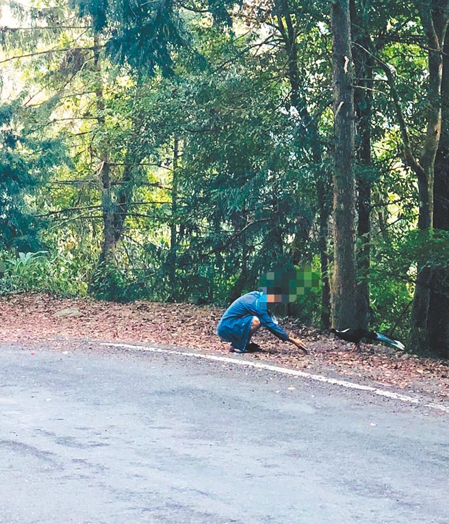 近日有民眾以馒头碎屑喂食保育类蓝腹鷴，经东势林区管理处移请保七总队第五大队东势分队调查，获检方缓起诉确定，年近60岁男子当庭写下悔过书，还需支付1.5万元罚金。（东势林管处提供／王文吉台中传真）