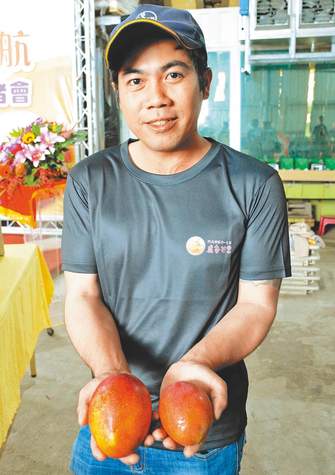 因为一场及时雨，让屏东芒果从「鸡蛋」变「鹅蛋」，农民因此笑得合不拢嘴。（林和生摄）