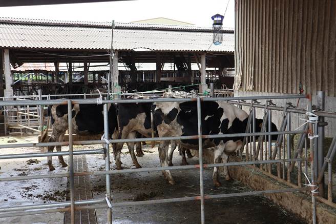 截至4月30日全台牛結節疹疫苗注射，總計完成16萬6333頭，累積達成率達99.4％。（張毓翎攝）