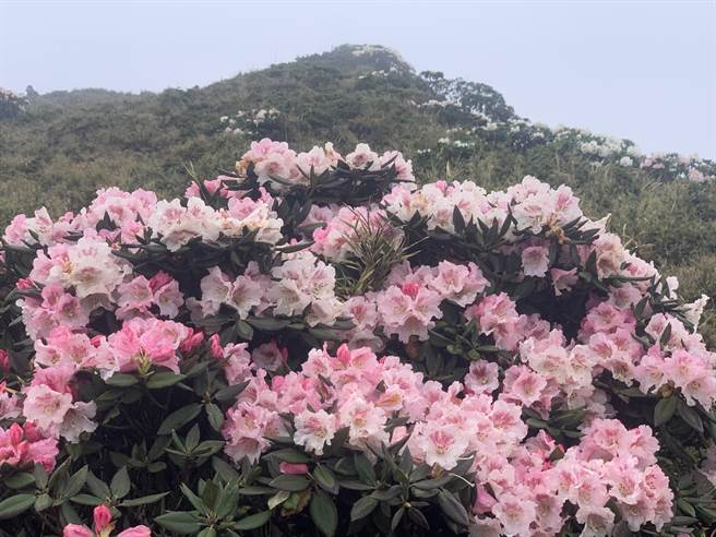 合欢山高山杜鹃花恣意绽放，争妍竞艷，云雾缭绕其间，不仅是人间仙境，更犹如眾神的花园。（廖志晃摄）