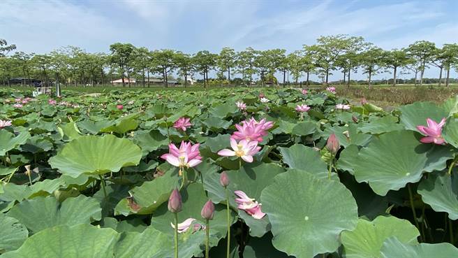 当地赏花达人推荐要赏莲花，不妨到林初埤木棉花道旁的莲田欣赏，其花况极佳。（读者提供／张毓翎台南传真）