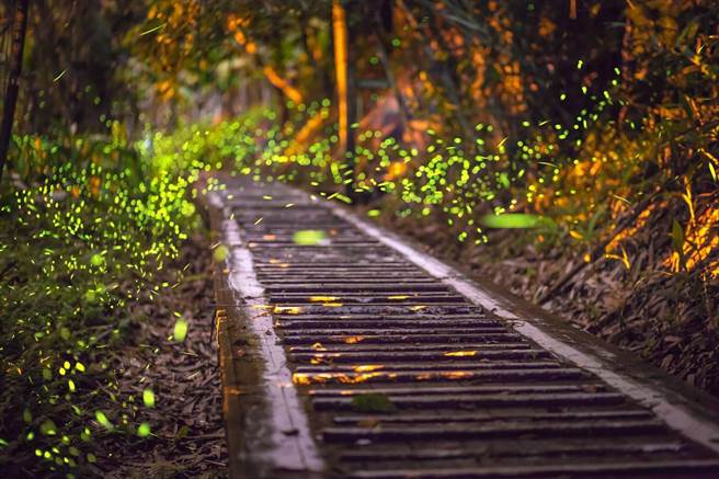 南投县是萤火虫密集繁殖好地方，被誉为全台最大赏萤基地，图为鹿谷三生缘区的萤火虫。（南投县政府提供／卢金足南投传真）