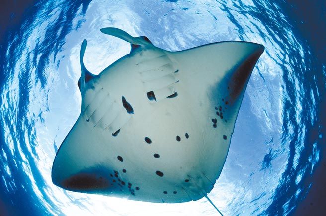 宝齐莱与「魔鬼鱼基金会」长期合作护育濒临绝种的魔鬼鱼，今年是第4年。（Carl F. Bucherer提供）