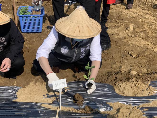 桃園市長鄭文燦2日上午現身溪海休閒農業區栽種西瓜。（姜霏攝）
