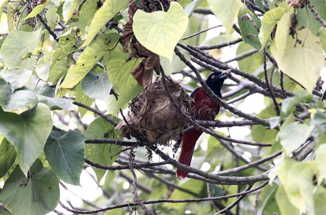 鸟友陈宏升在台南山上花园水道博物馆发现朱鹂育雏筑的鸟巢。（陈宏升提供／洪荣志台南传真）
