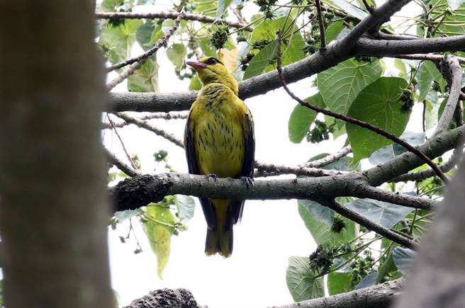 鸟友陈宏升在台南山上花园水道博物馆发现一级保育类黄鹂现踪。（陈宏升提供／洪荣志台南传真）