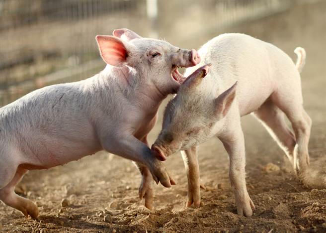 两只猪一言不和，隔着围栏失控互咬，直到饲主崩溃怒呛「我要跟妈妈讲哦！」才瞬间停战。（示意图／达志影像）