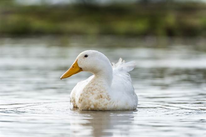 白色小鸭悠閒的滑过水面，身后却意外带起一道金色涟漪，画面十分壮观，没想到仔细一看，「涟漪」竟然是由一大群金色锦鲤所组成，让眾人看了啧啧称奇。（示意图／达志影像）