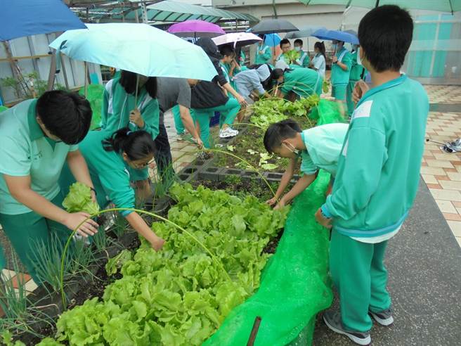 新北市莺歌国中2011年推动食农教育，邀请在地国小幼童体验採摘，将食农教育向下扎根。（莺歌国中提供）