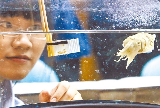 2016年他便发现乌贼会算数，能分辨2比1大，5比4大，且数量愈多，计算所需时间愈久，证实乌贼拥有「数感」。（本报资料照片）