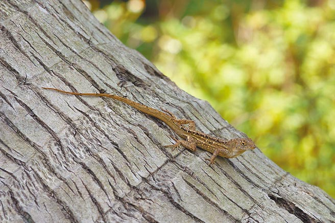 沙氏变色蜥体型与壁虎差不多大，警觉性高跑得快，四处乱窜不易捕捉。（花莲林管处提供／王志伟花莲传真）