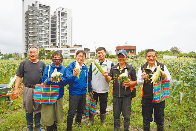 新竹市在地小农以友善耕作方式栽种无毒北海道牛奶玉米，第1批玉米近日成熟，北海道牛奶玉米在新竹市也能吃得到。（新竹市政府提供／陈育贤新竹传真）