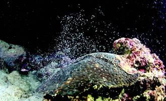 墾丁珊瑚產卵受白化影響 減產近5成