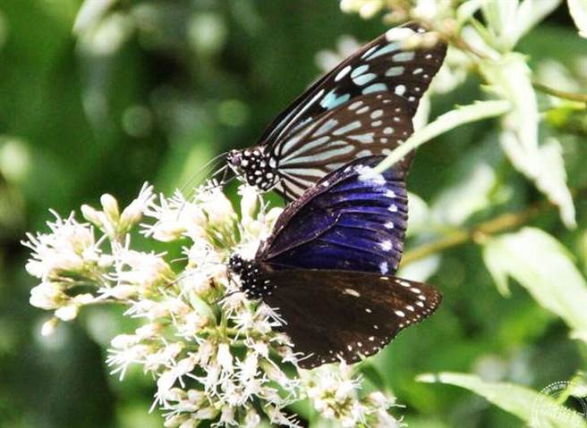紫斑蝶(前)与青斑蝶(后)(洪书瑱摄)